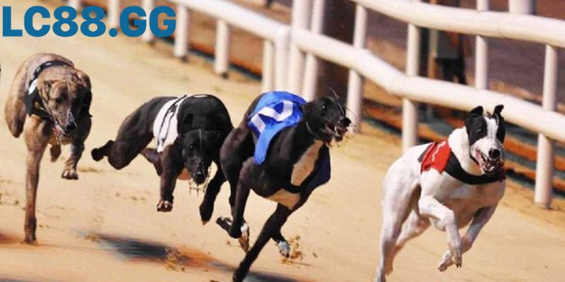 Đua chó Greyhound là môn thể thao tốc độ đầy kịch tính
