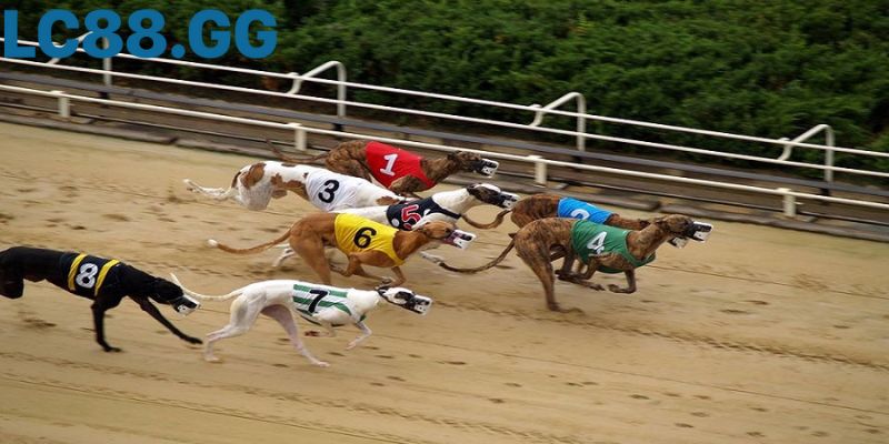 Cá cược đua chó: 5+ Mẹo soi kèo từ chuyên gia