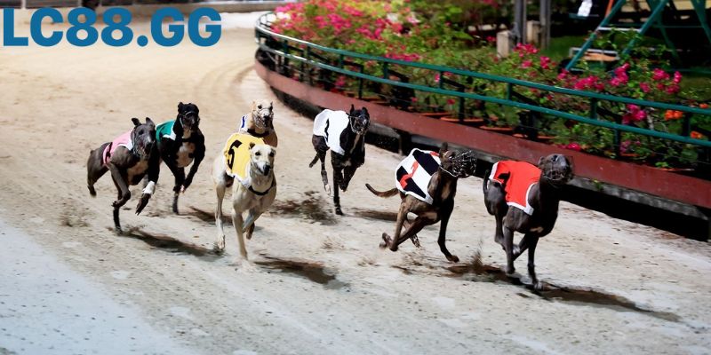 Phân tích "Form" của chó đua là chìa khóa để chiến thắng.