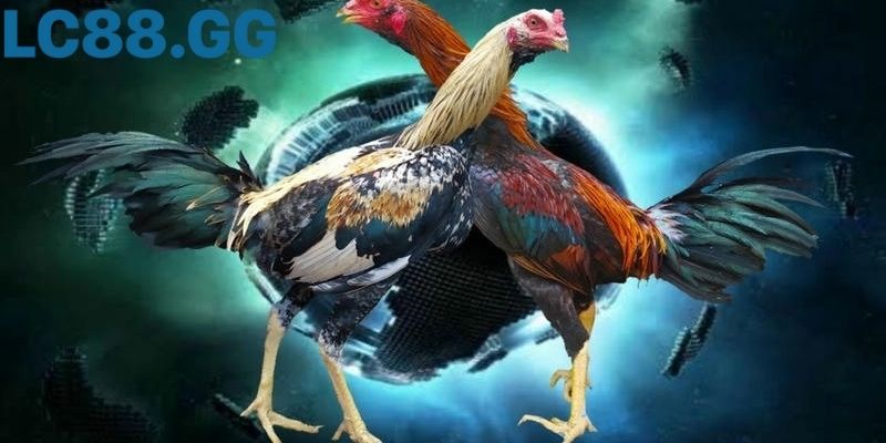 Giao diện bình luận trực tiếp của người xem